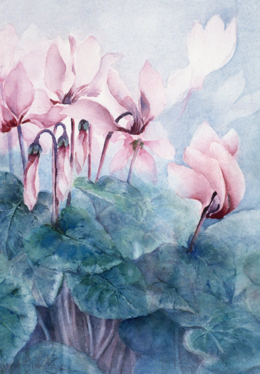 Pink Cyclamen Pseudibericum by Karen Armitage