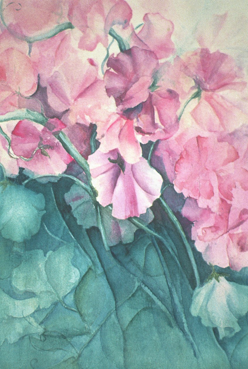 Sweet Peas, Pink Pride by Karen Armitage