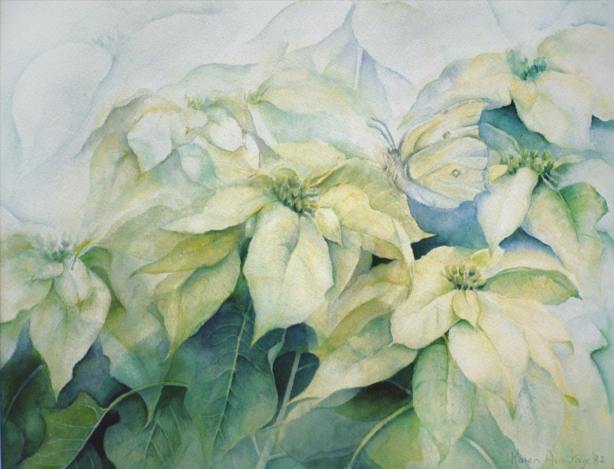 White Poinsettia (Horizontal) by Karen Armitage