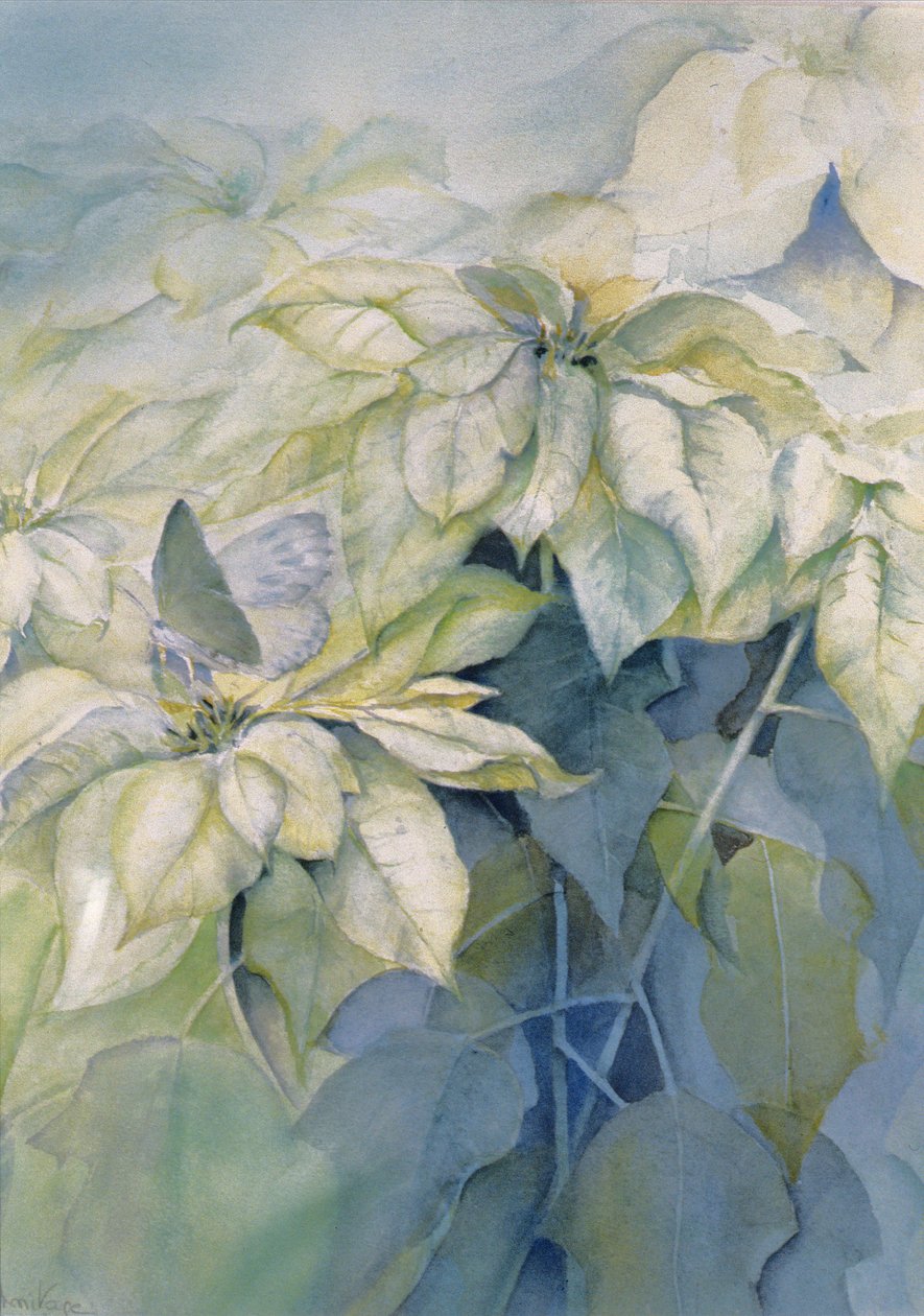 White Poinsettia (Vertical) by Karen Armitage