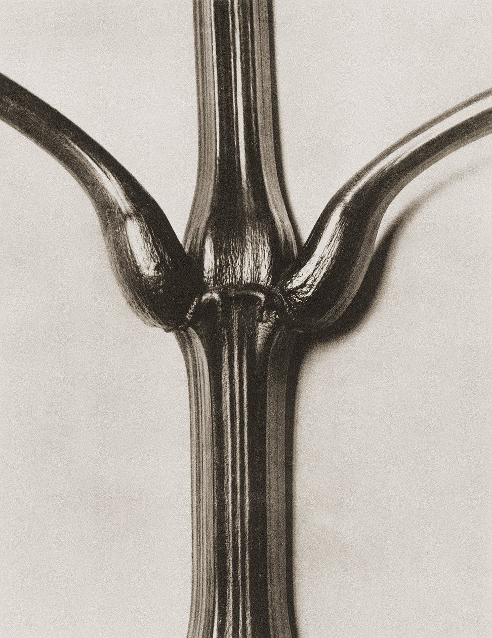 Impatiens glandulifera, 1929 by Karl Blossfeldt
