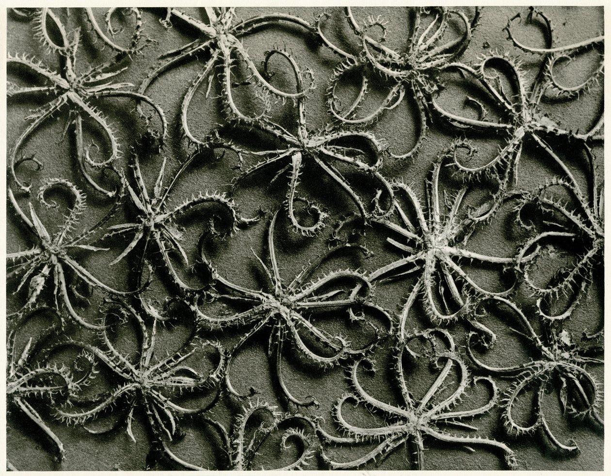 Koelpinia Linearis by Karl Blossfeldt