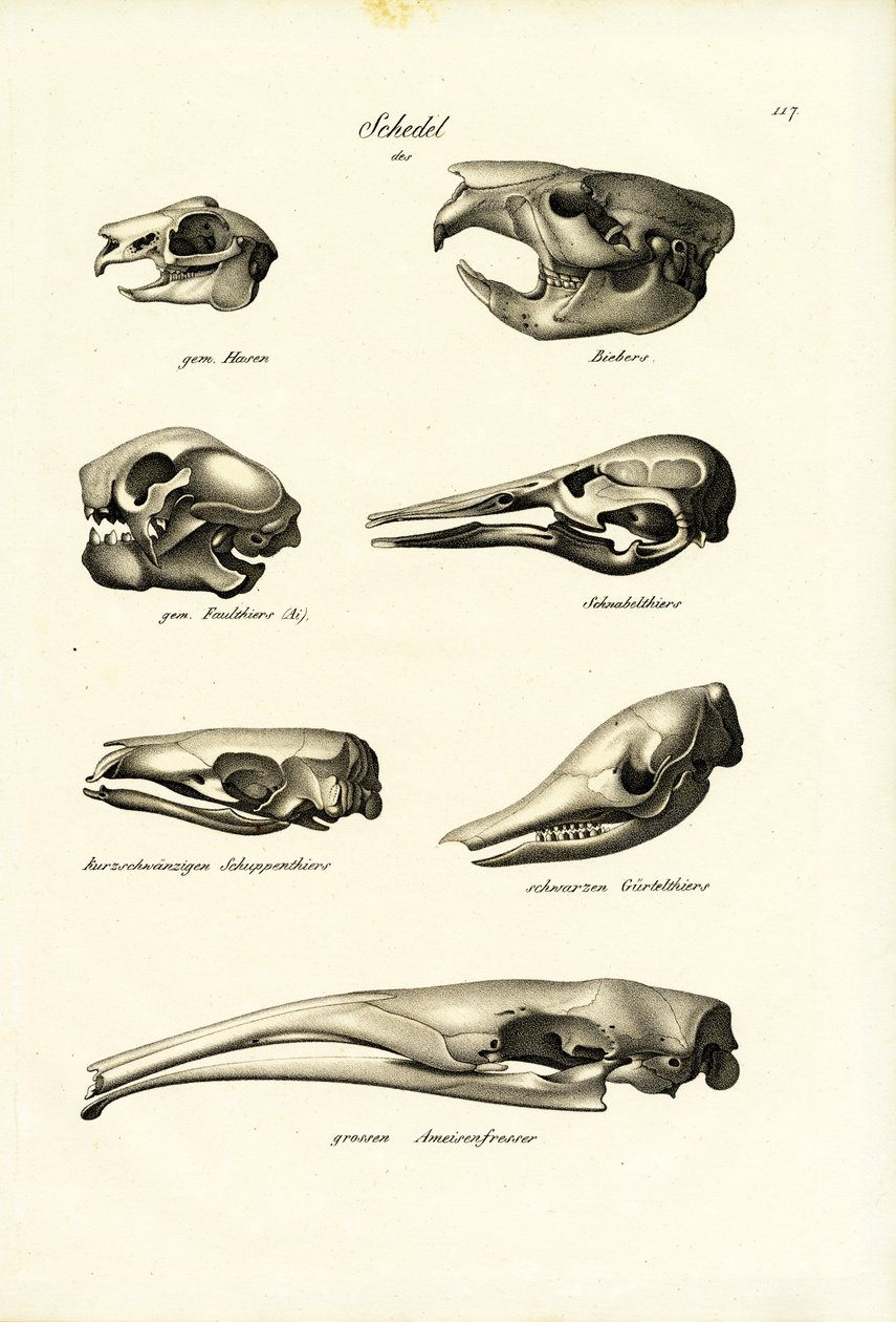 Animal Skulls, 1824 by Karl Joseph Brodtmann