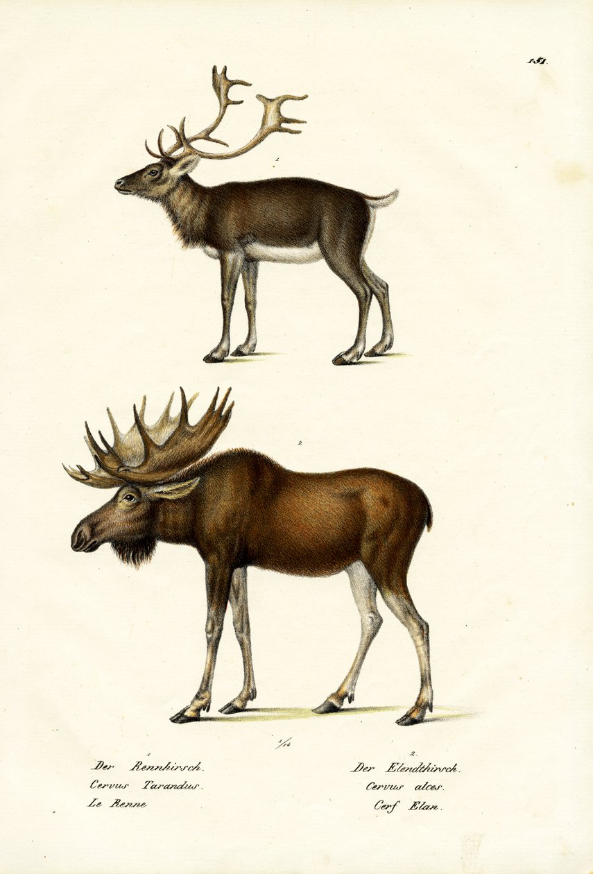 Caribou, 1824 by Karl Joseph Brodtmann