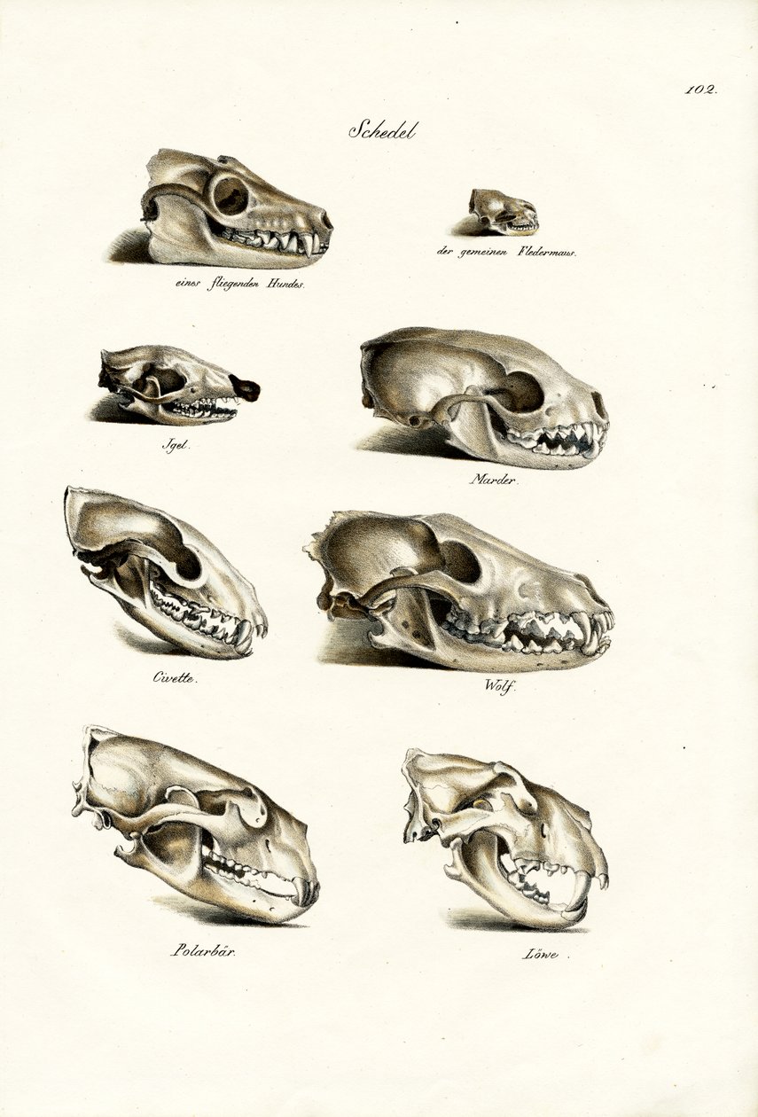 Carnivores Skulls, 1824 by Karl Joseph Brodtmann