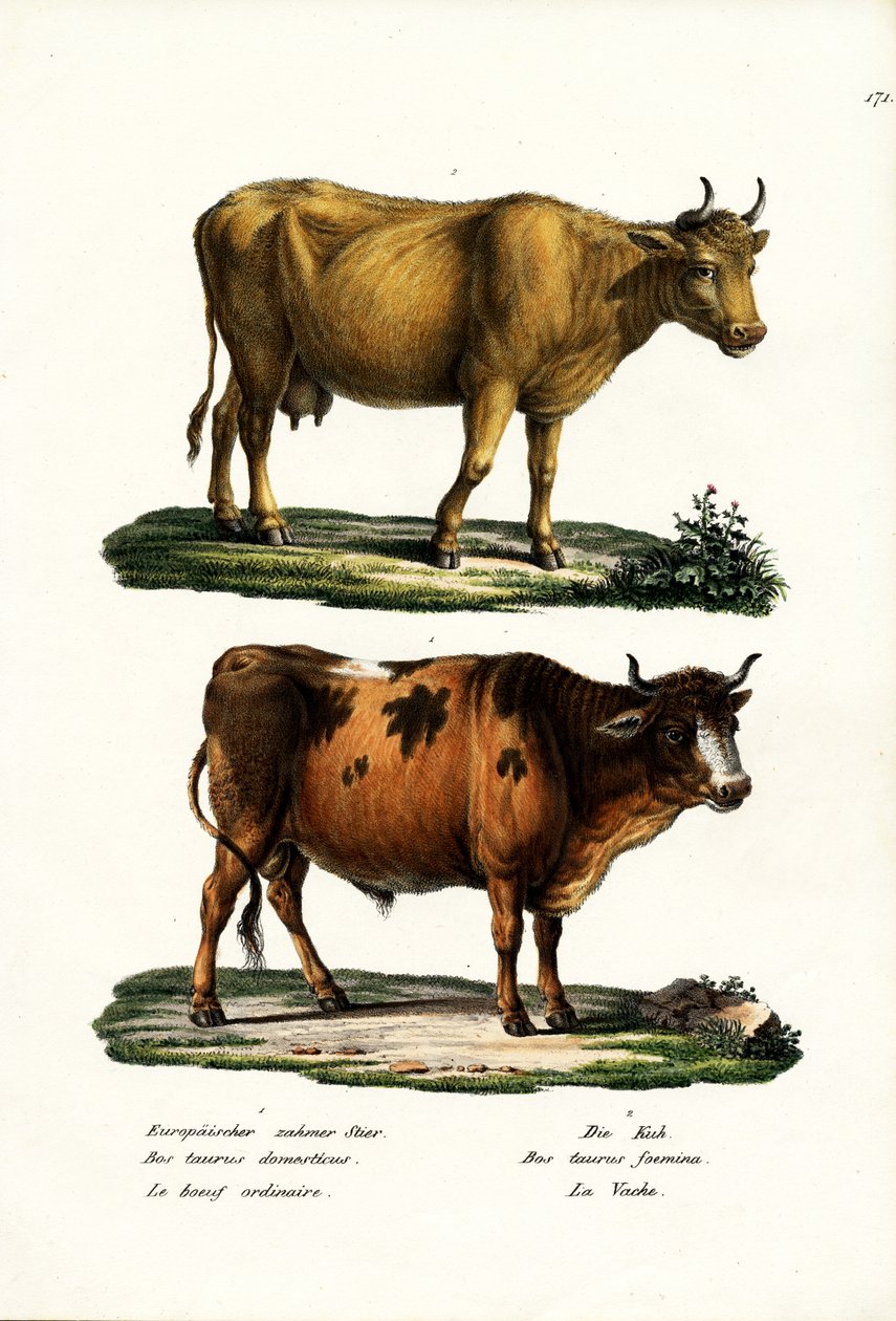 Cattle by Karl Joseph Brodtmann