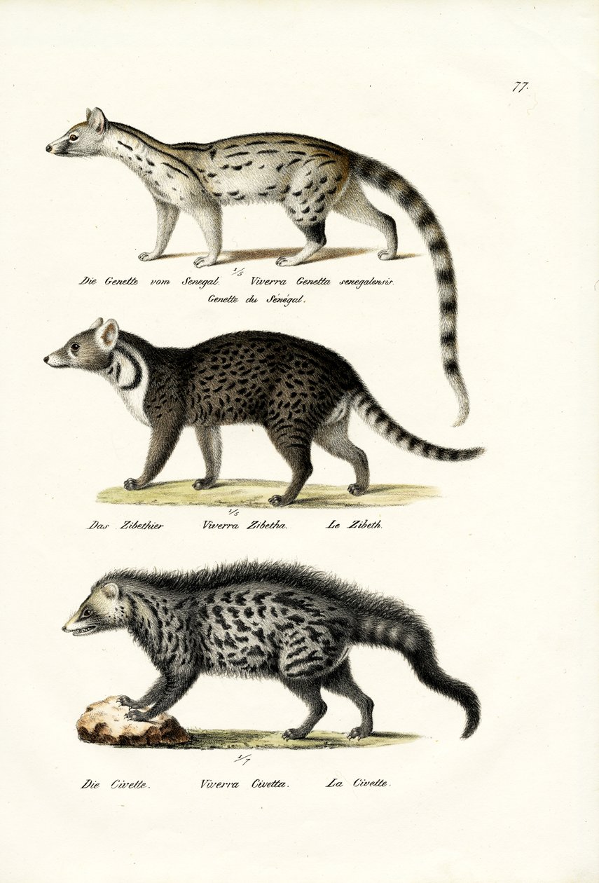 Civet by Karl Joseph Brodtmann
