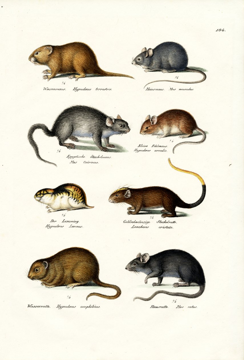 How Many Types Of Mouse Animal