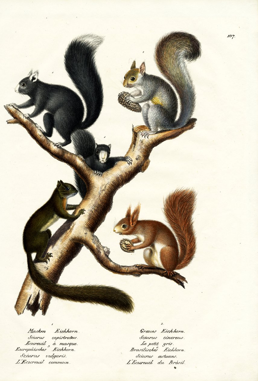Different Kinds Of Squirrels, 1824 by Karl Joseph Brodtmann
