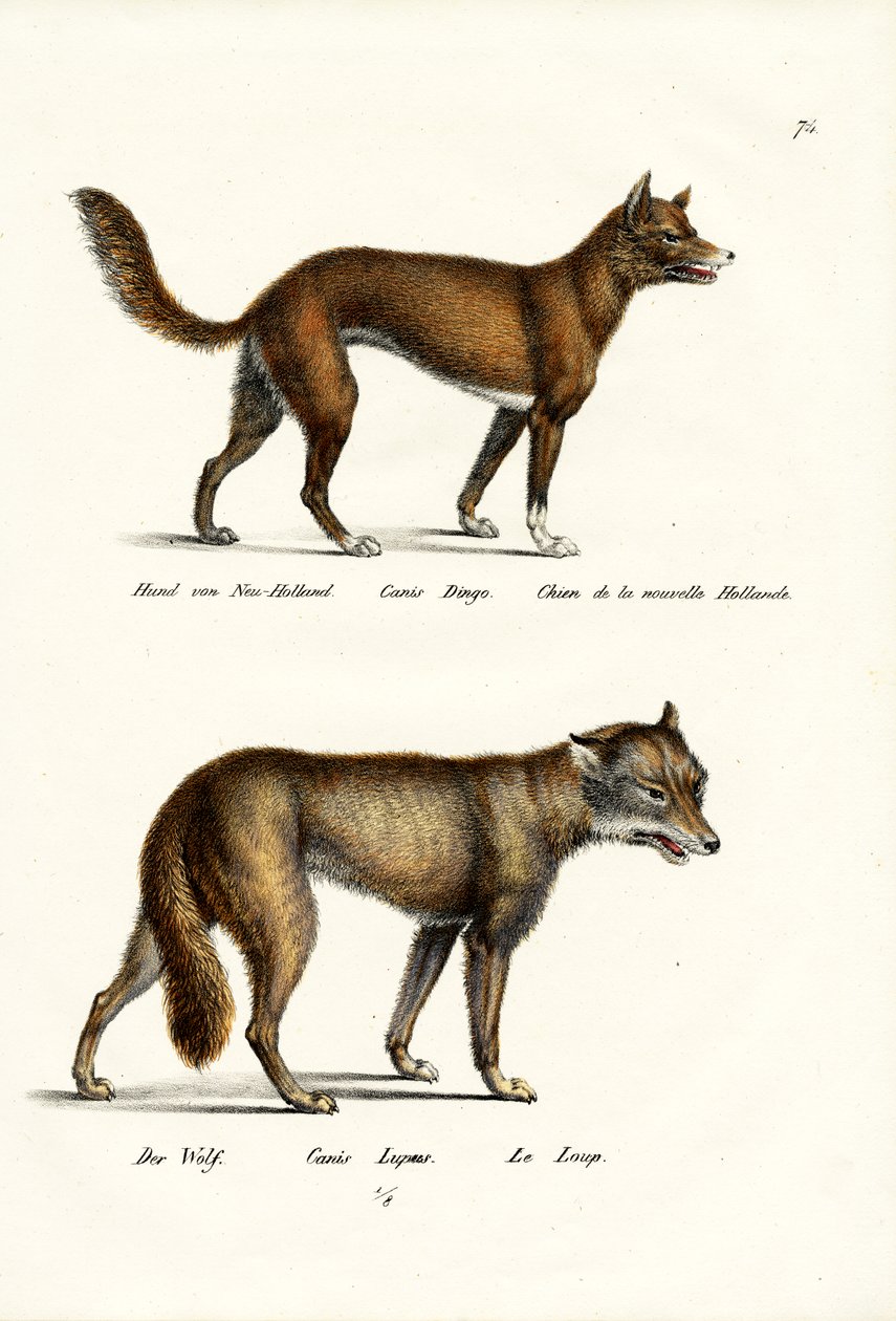 Dingo, 1824 by Karl Joseph Brodtmann