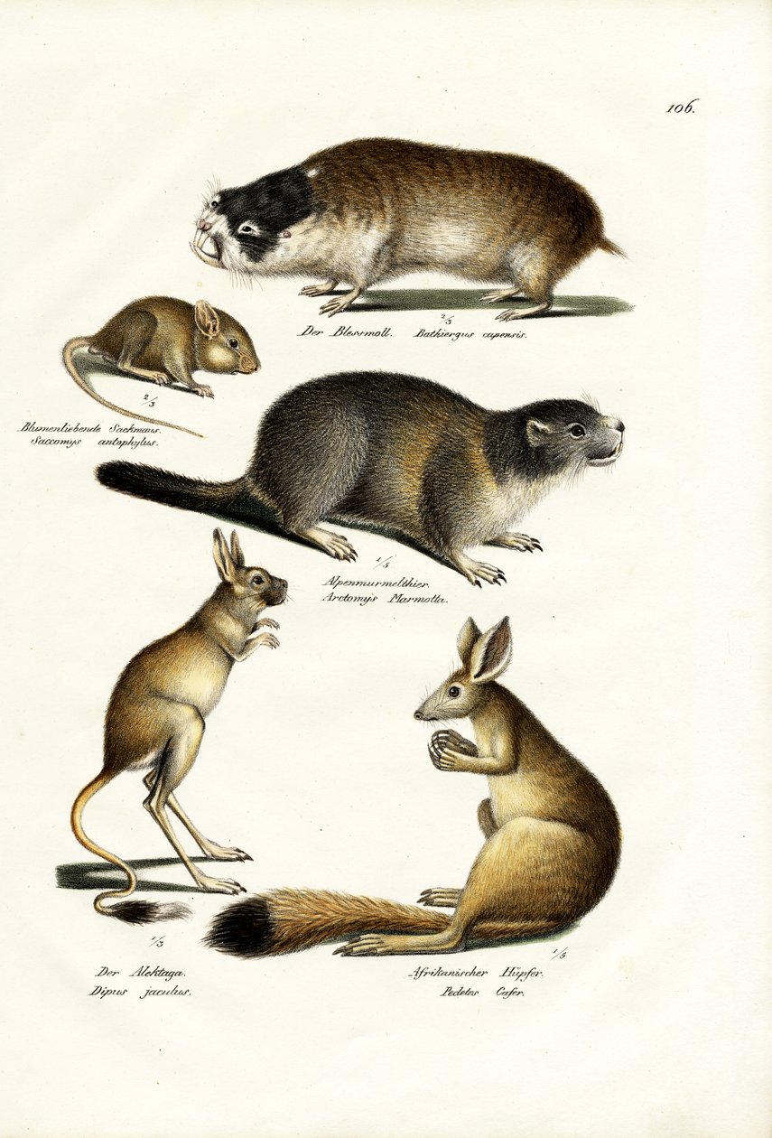 Dune Mole, 1824 by Karl Joseph Brodtmann