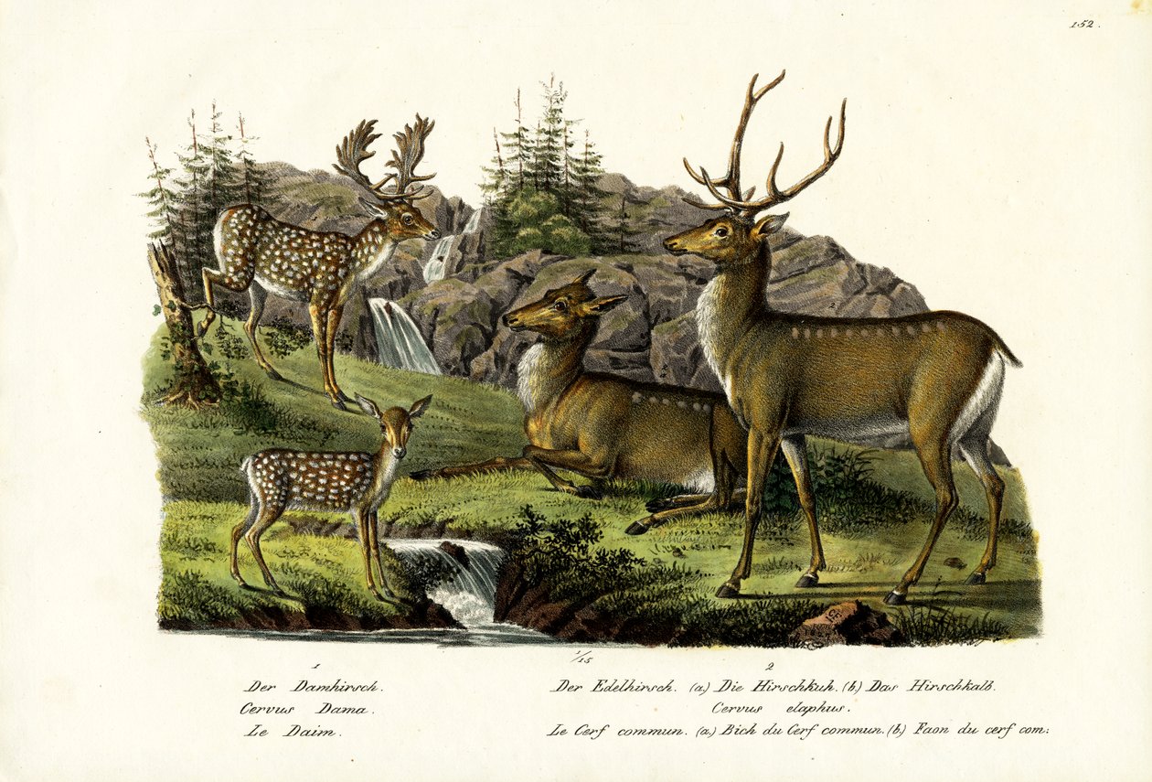 Fallow Deer, 1824 by Karl Joseph Brodtmann