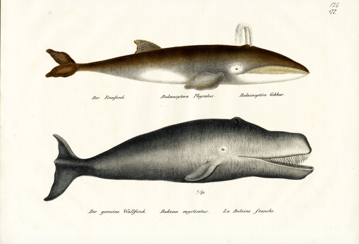 Fin Whale by Karl Joseph Brodtmann