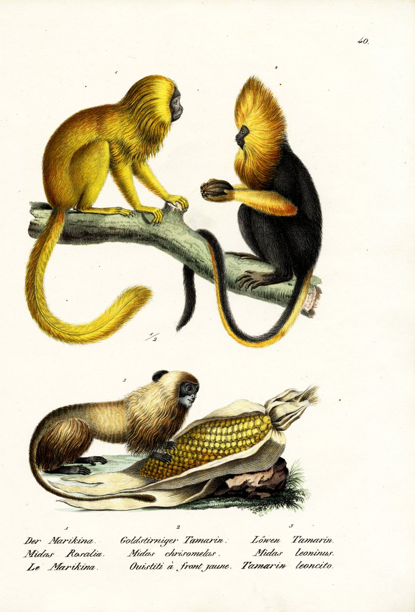 Golden Lion Tamarin by Karl Joseph Brodtmann