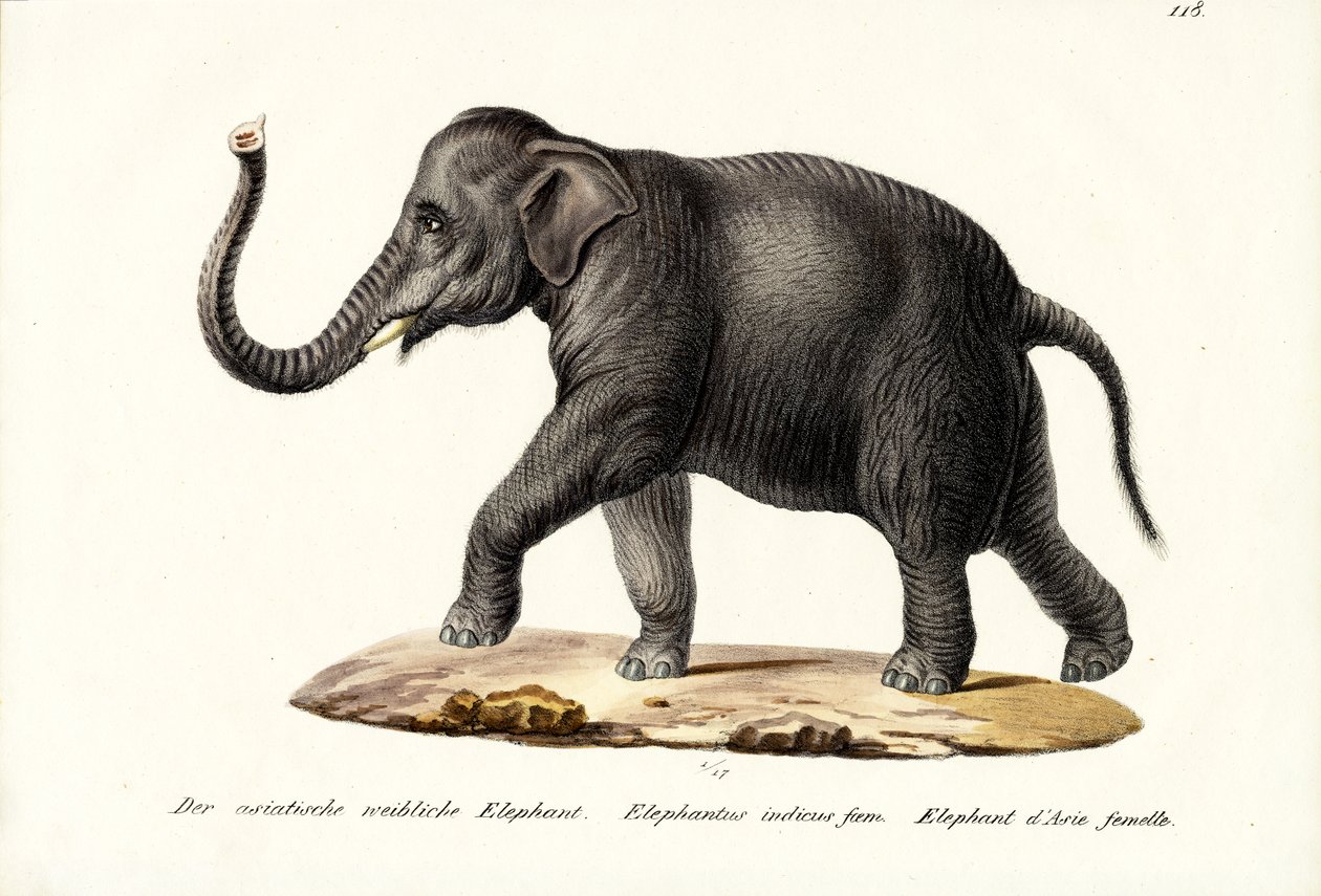 Indian Elephant, 1824 by Karl Joseph Brodtmann