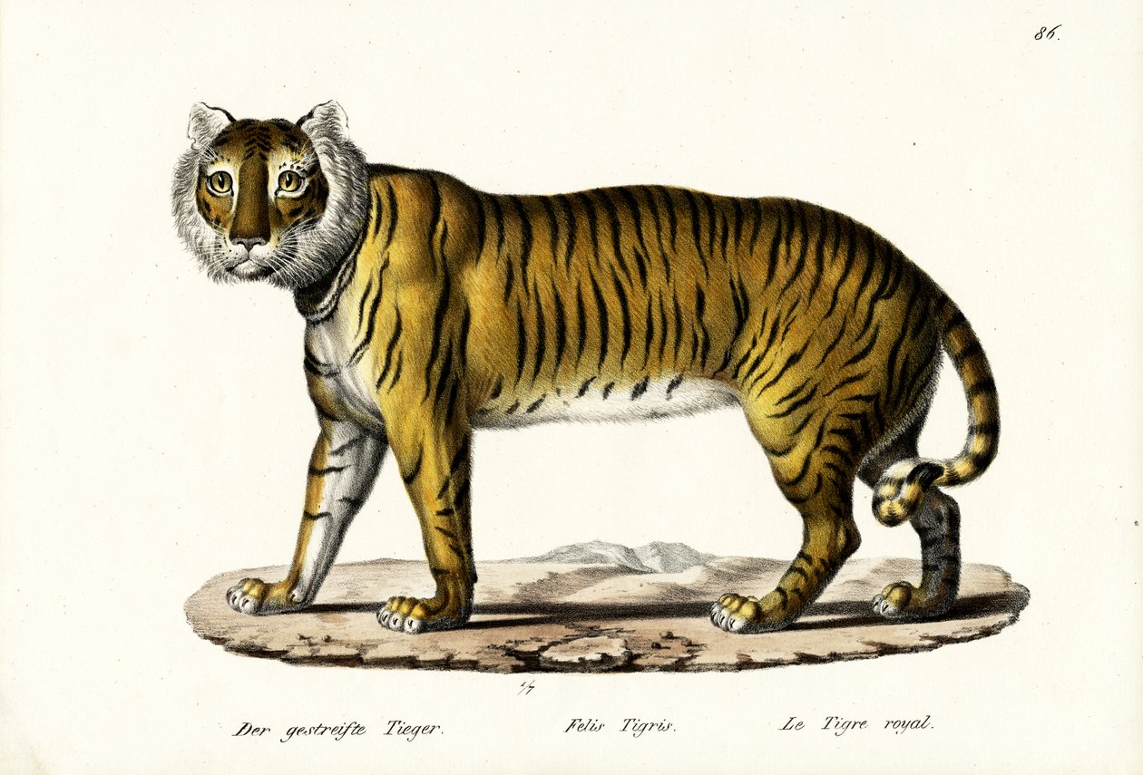 Royal Tiger, 1824 by Karl Joseph Brodtmann