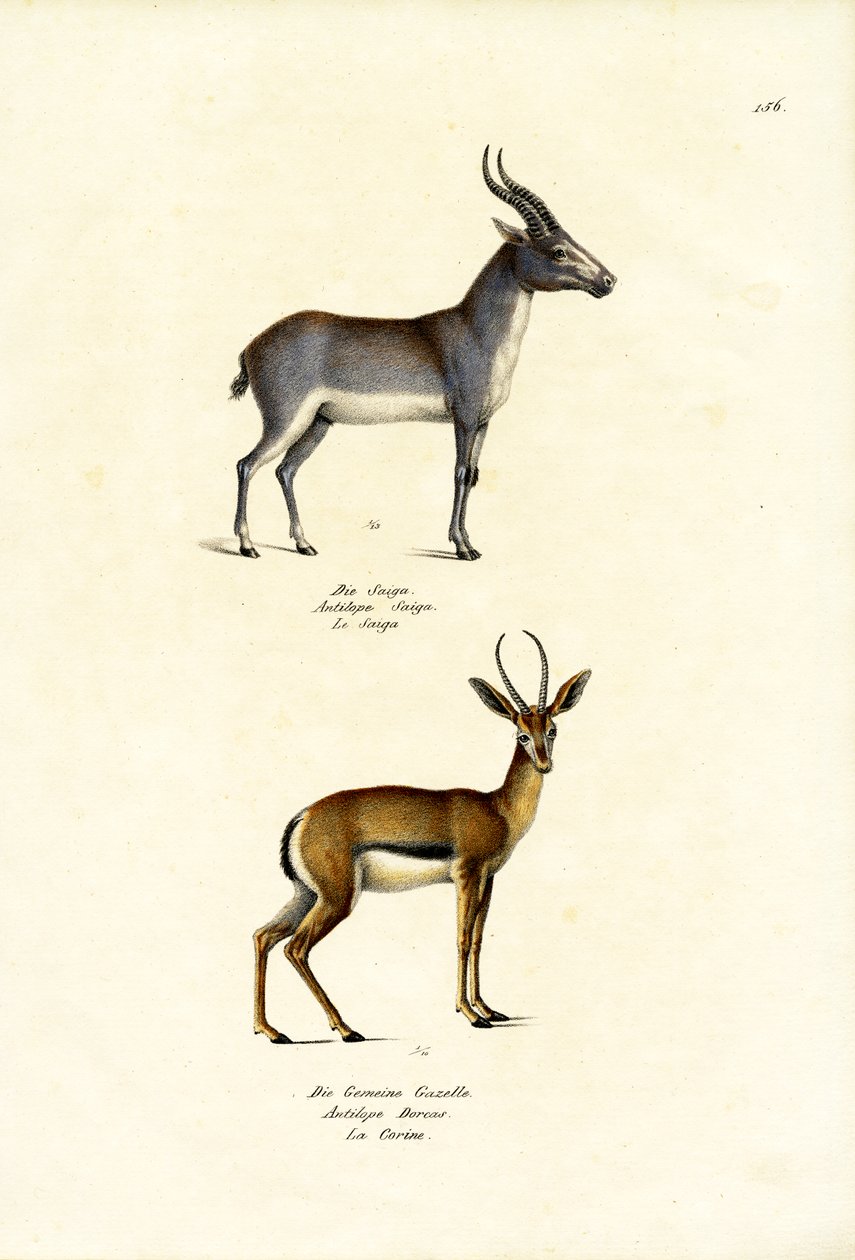 Saiga Antelope, 1824 by Karl Joseph Brodtmann