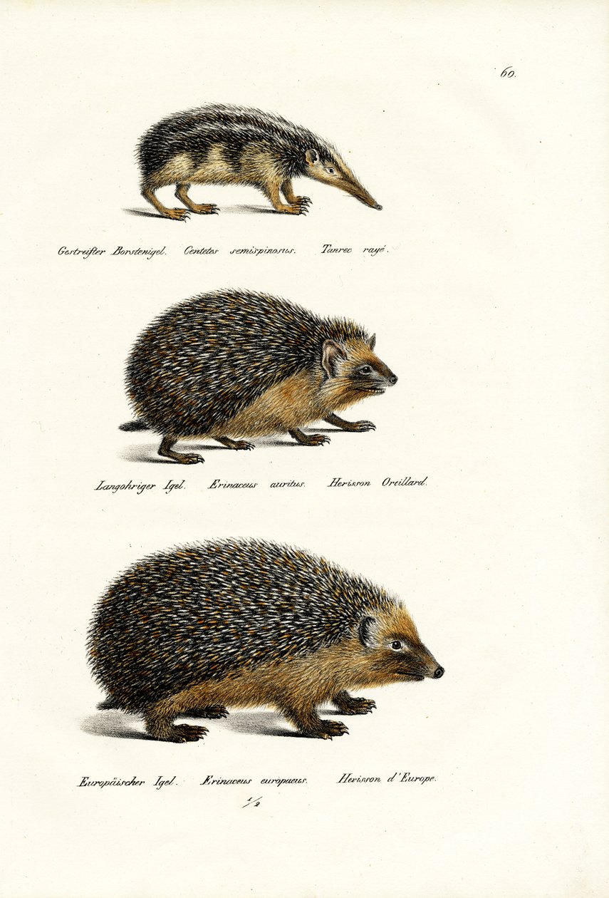 Tailless Tenrec by Karl Joseph Brodtmann