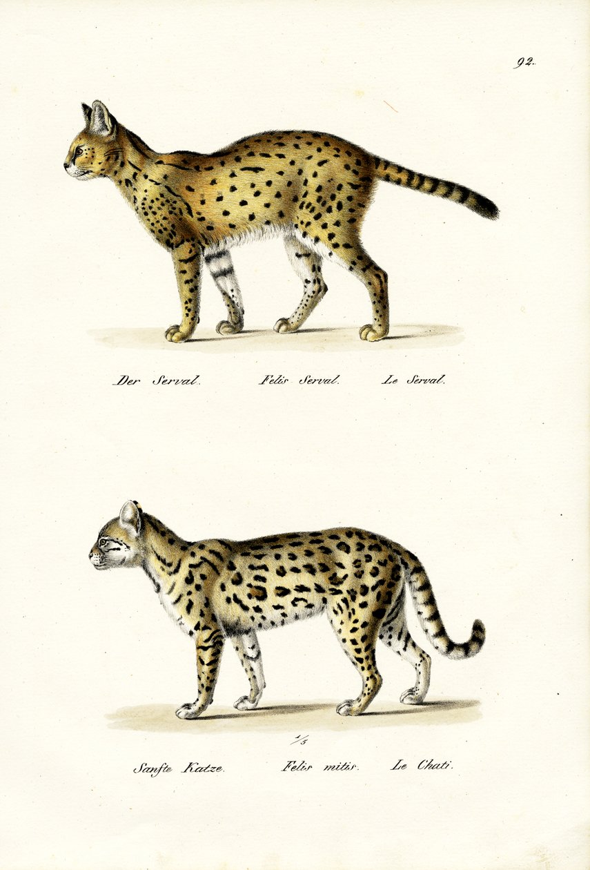 Tiger Cat, 1824 by Karl Joseph Brodtmann