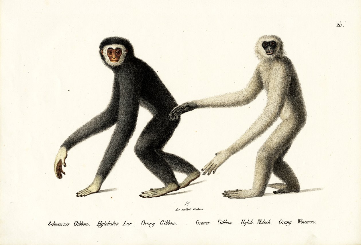 White-Handed Gibbon by Karl Joseph Brodtmann