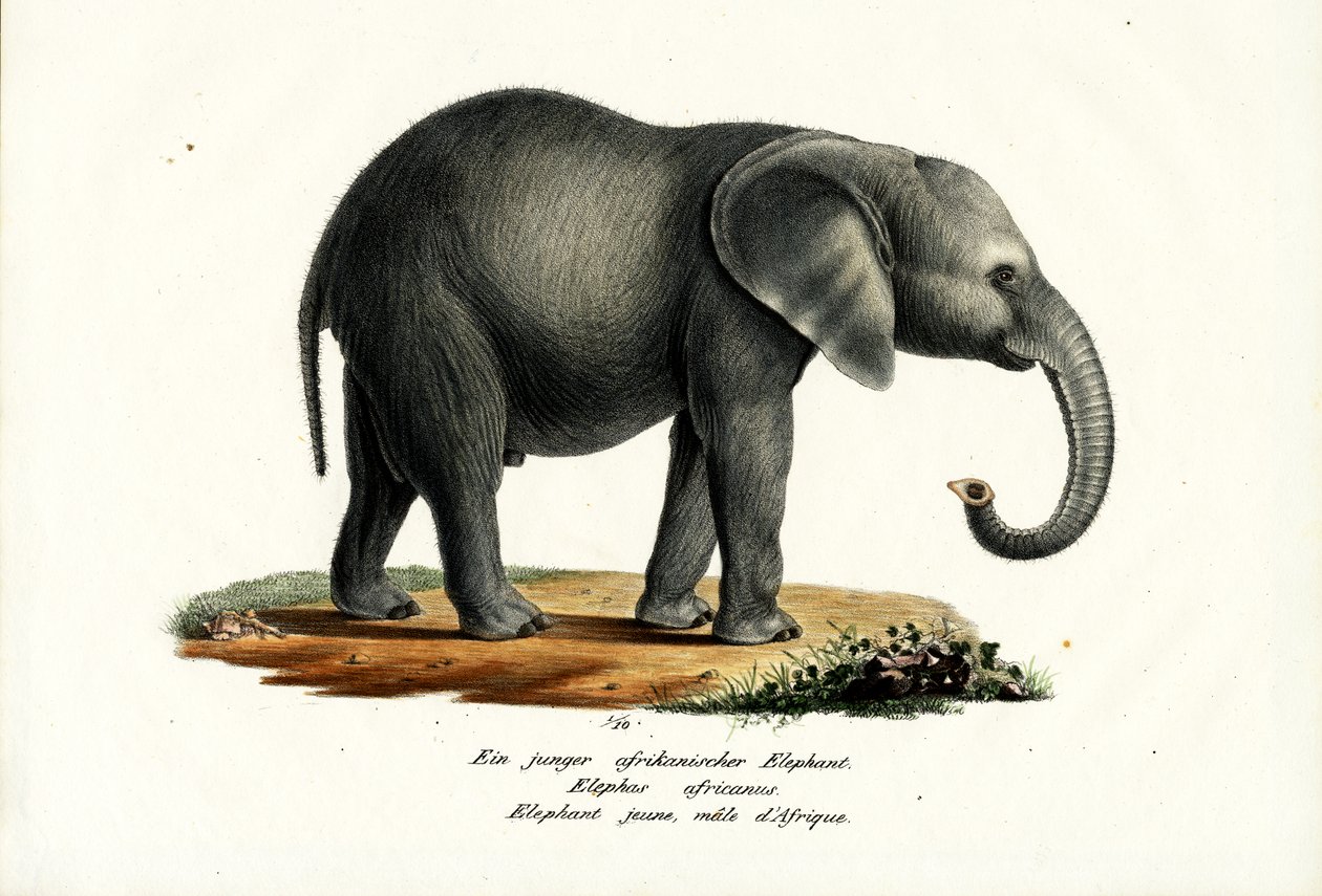 Young African Elephant, 1824 by Karl Joseph Brodtmann