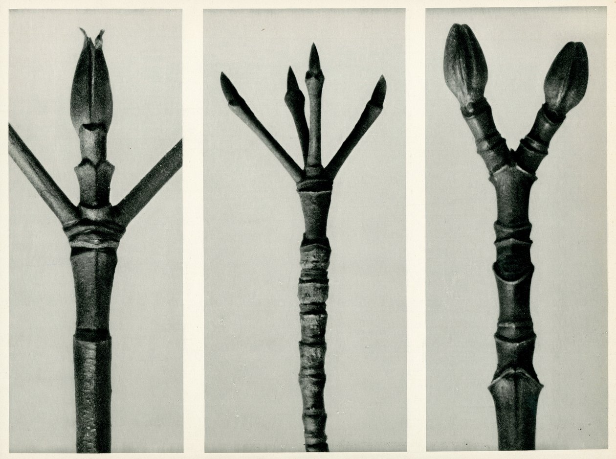 Cornus Nuttallii, 1929 by Karl Blossfeldt
