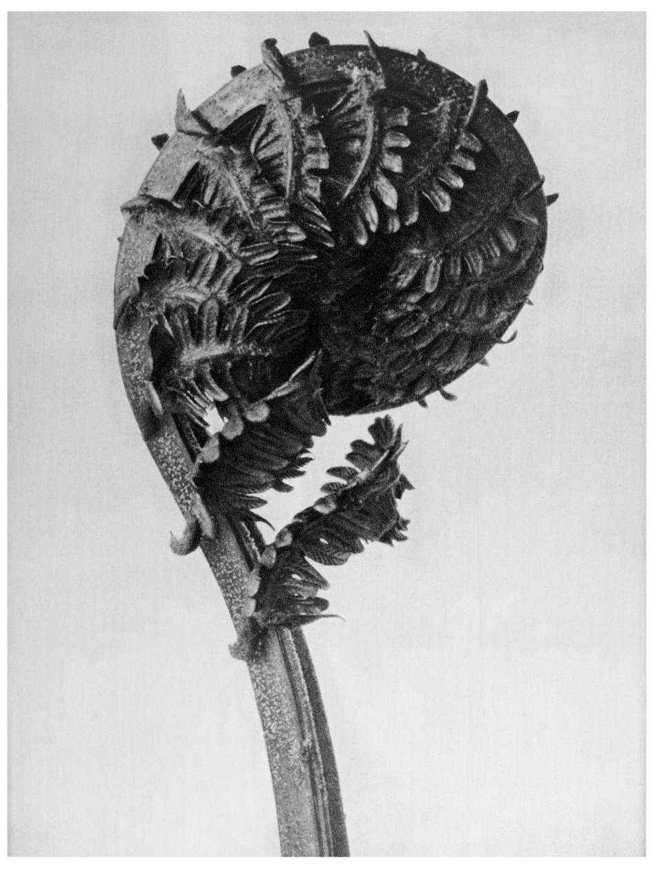 Original forms of art (Urformen der Kunst) by Karl Blossfeldt