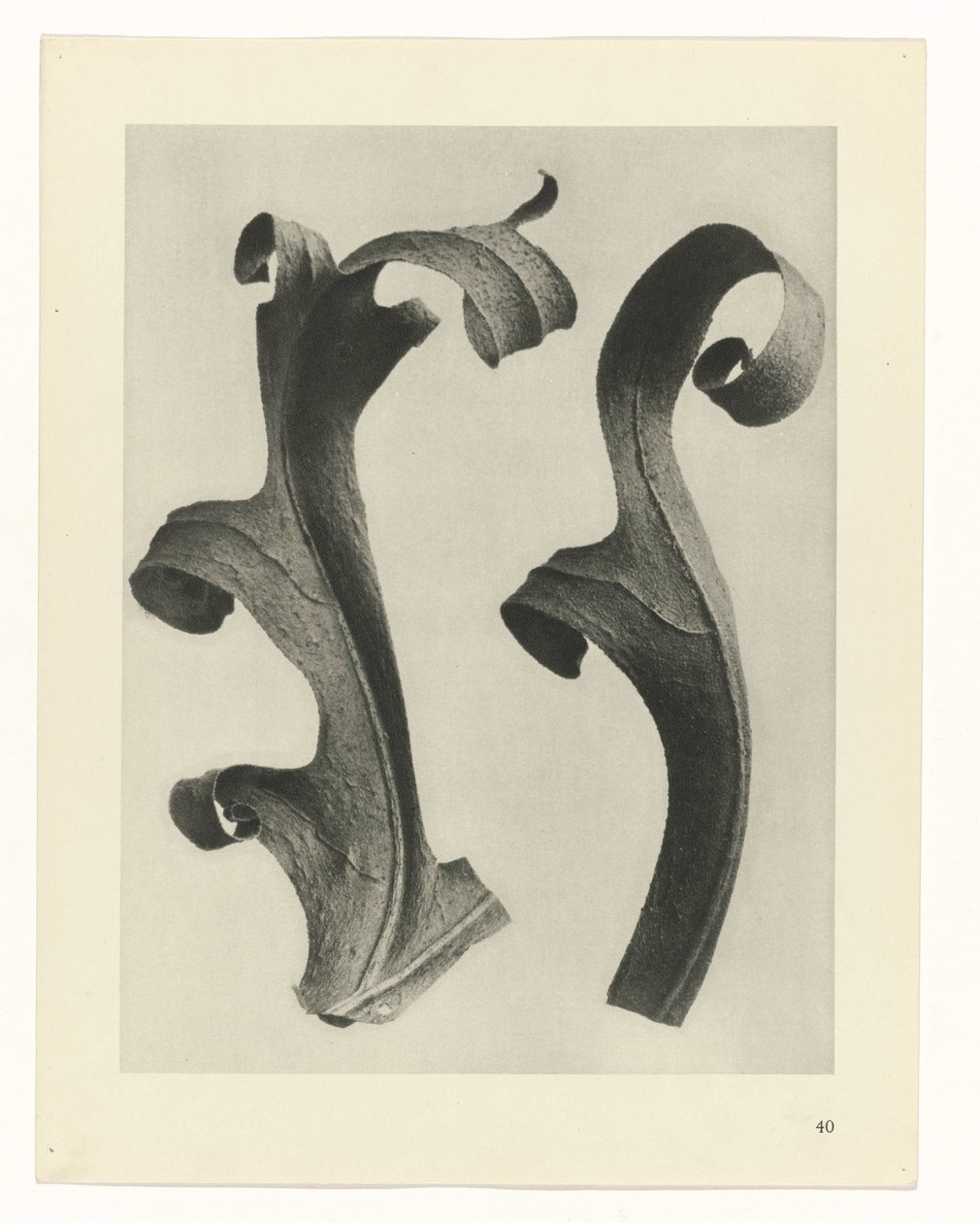 Plant Studies (Urformen der Kunst: photographic plant images series) by Karl Blossfeldt