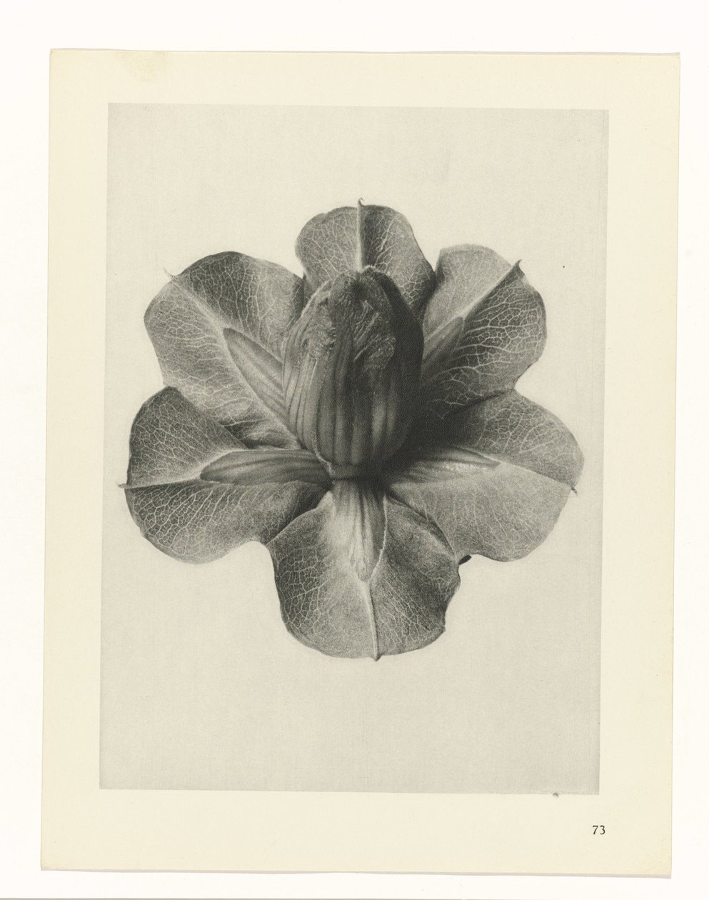 Plant Studies (Urformen der Kunst: photographic plant images series) by Karl Blossfeldt