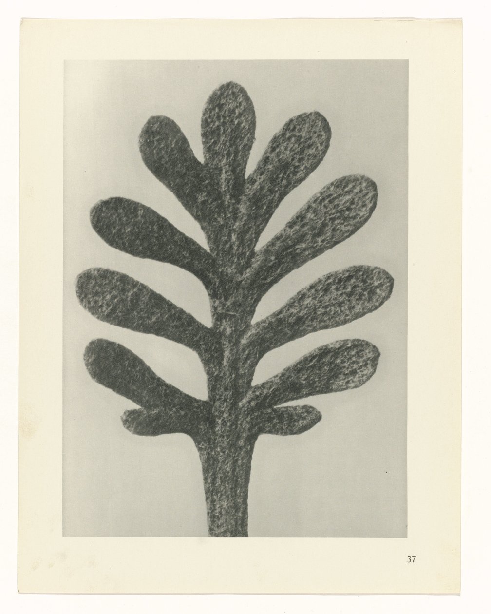 Plant Studies (series title: Urformen der Kunst: Photographic Plant Images) by Karl Blossfeldt