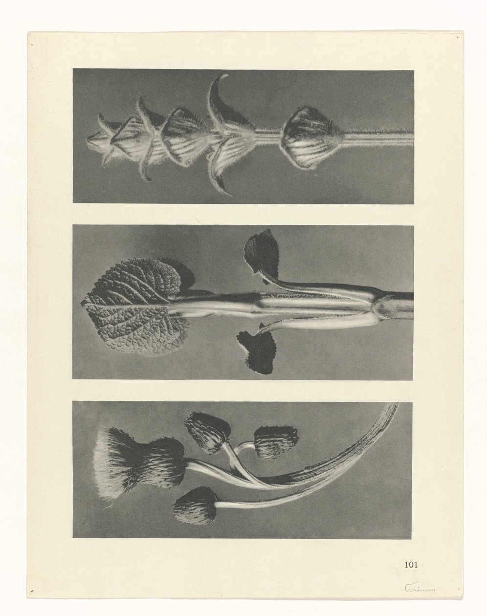 Plant Study by Karl Blossfeldt