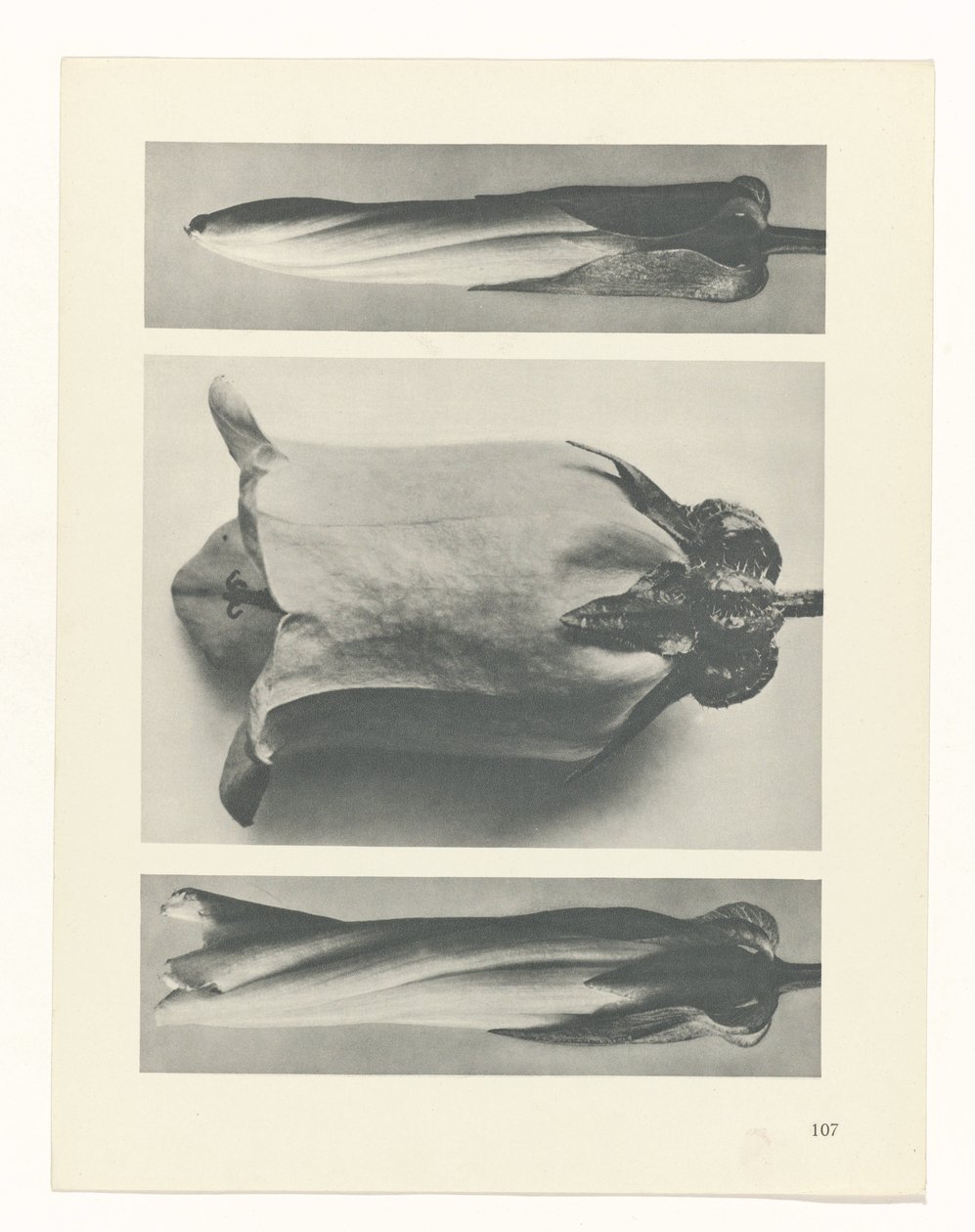 Plant Study (Urformen der Kunst series) by Karl Blossfeldt