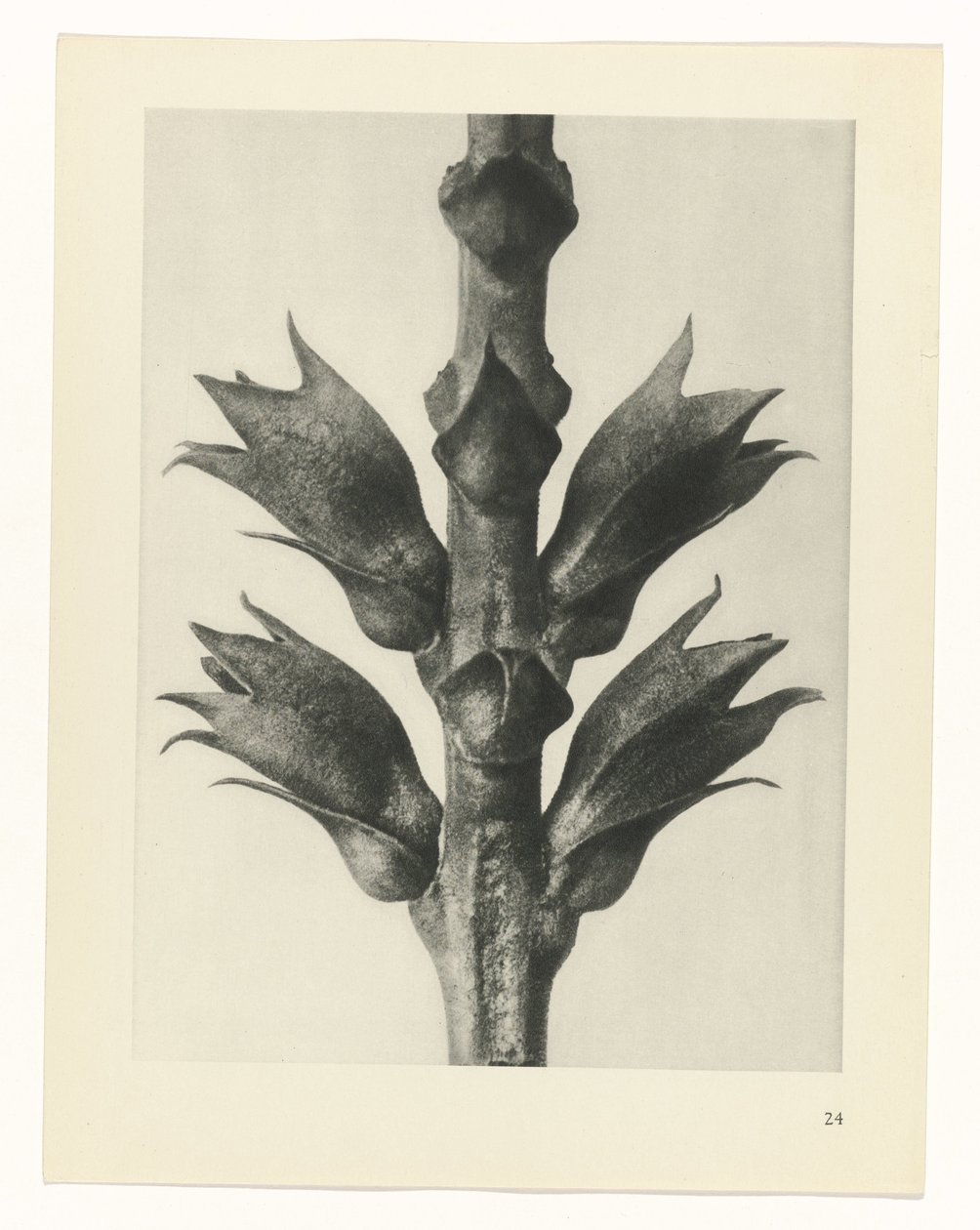 Plant Study (Urformen der Kunst series) by Karl Blossfeldt