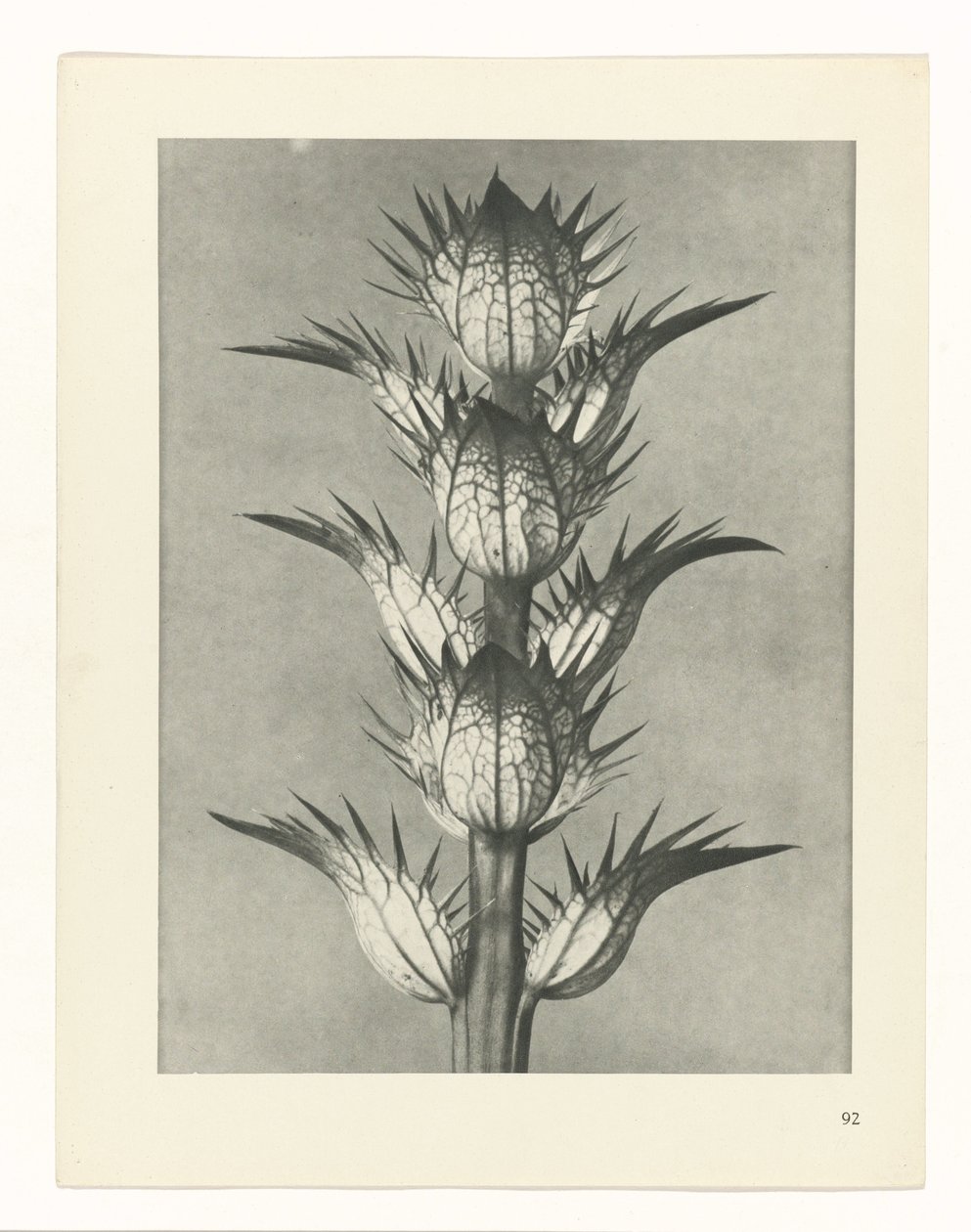 Plant Study (Urformen der Kunst series) by Karl Blossfeldt