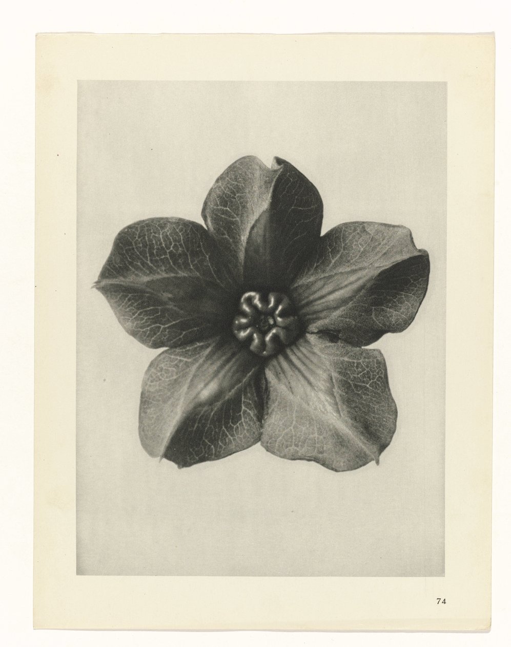 Plant Study (Urformen der Kunst series) by Karl Blossfeldt