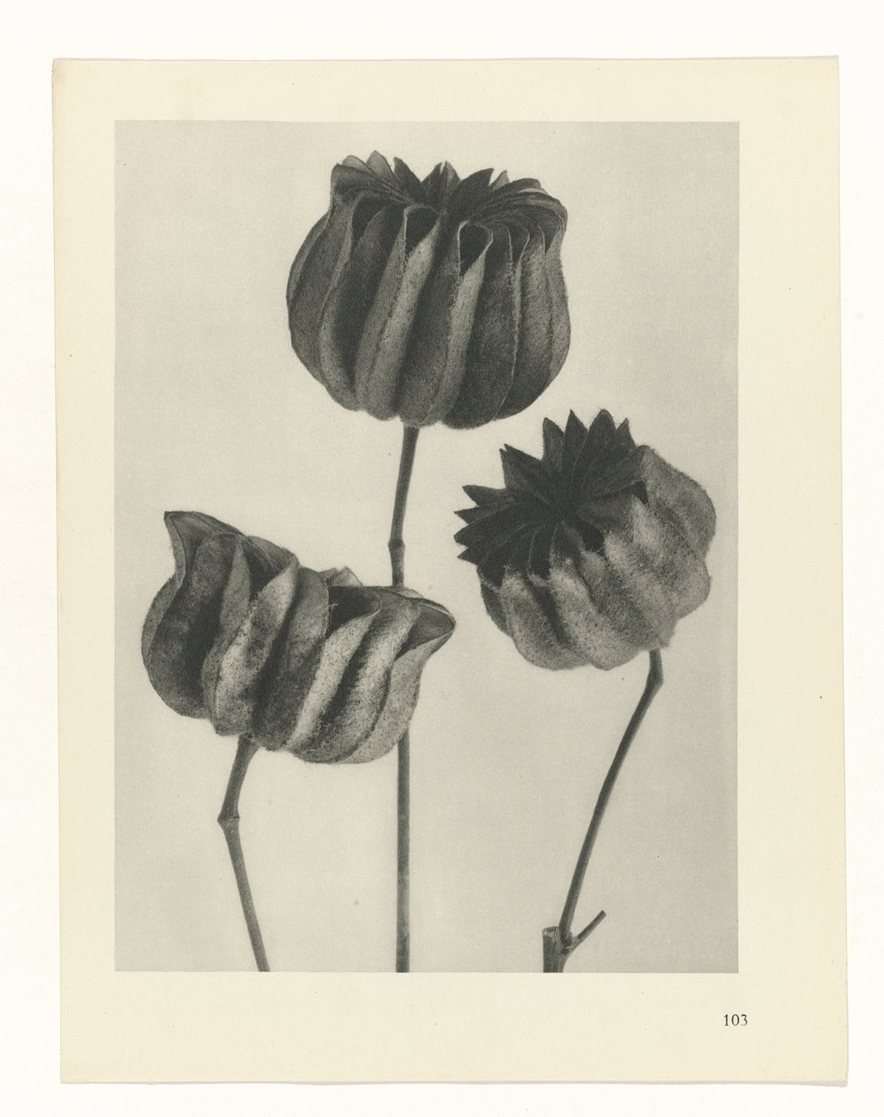 Plant Study (series title: Urformen der Kunst) by Karl Blossfeldt