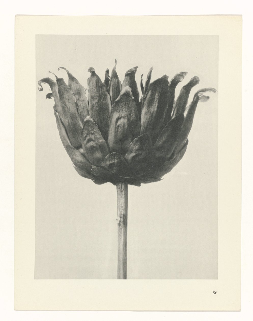 Plant Study (series title: Urformen der Kunst) by Karl Blossfeldt