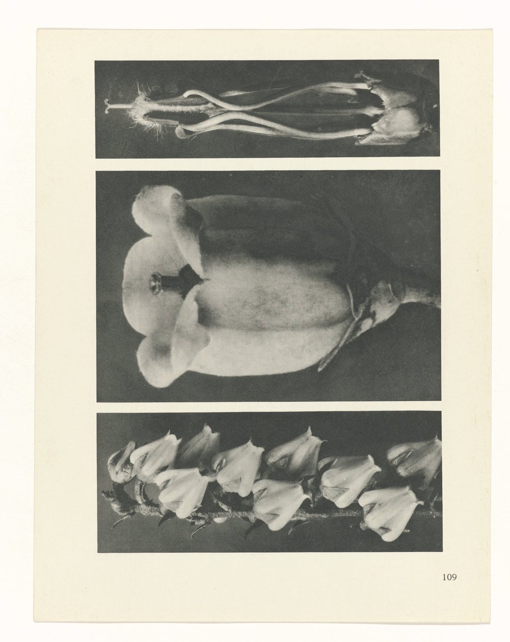 Plant Study (series title: Urformen der Kunst) by Karl Blossfeldt