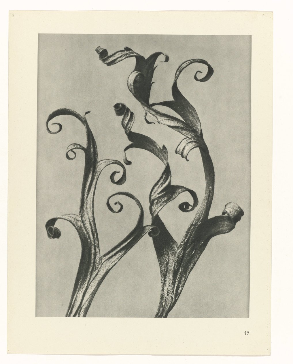 Plant Study (series title: Urformen der Kunst) by Karl Blossfeldt