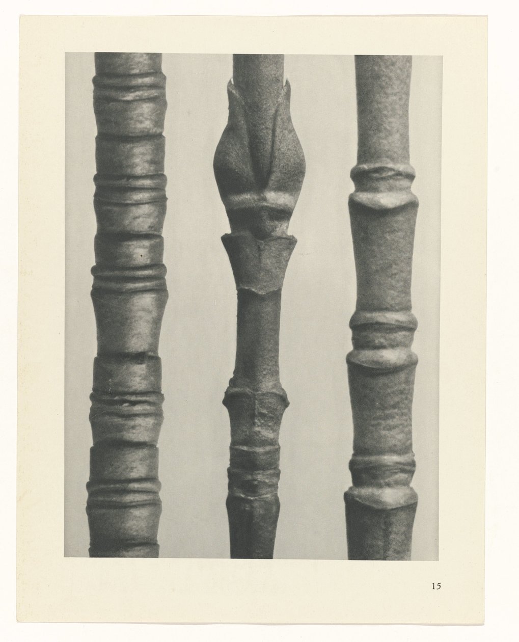 Plant Study (series title) by Karl Blossfeldt