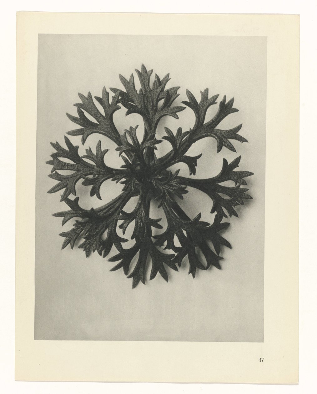 Plant Study (Urformen der Kunst series) by Karl Blossfeldt