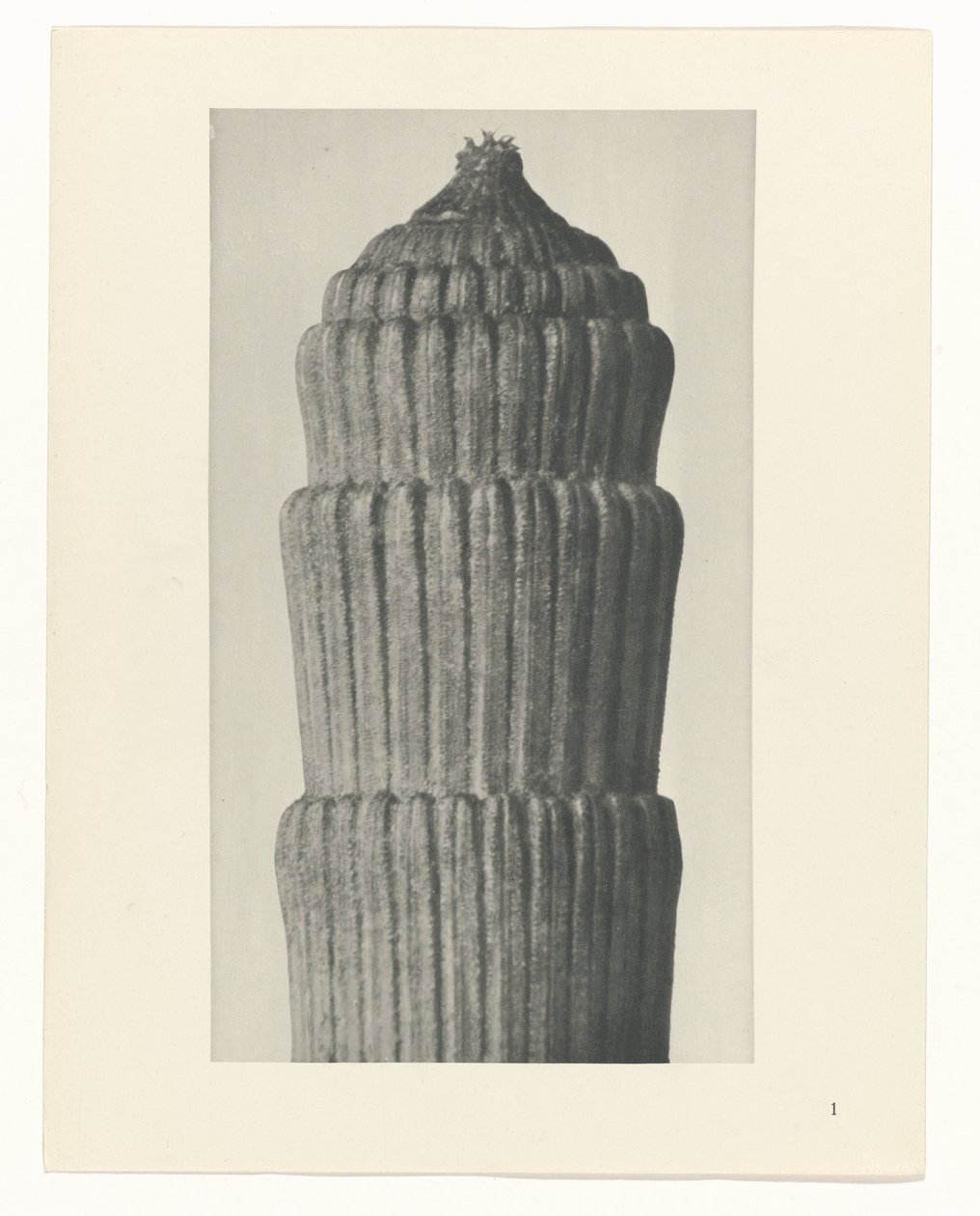 Plant Study, Equisetum hiemale (series title: Urformen der Kunst) by Karl Blossfeldt