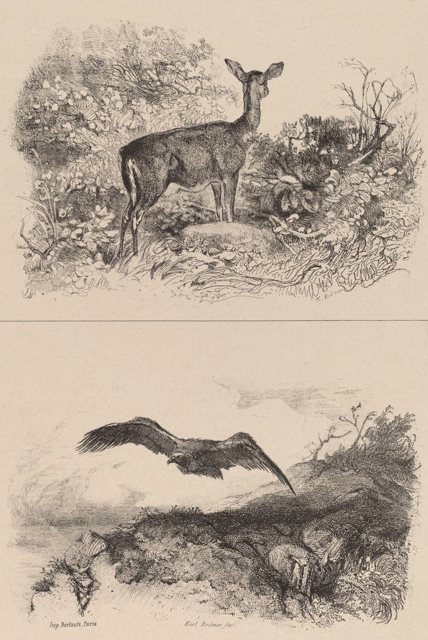 Deer, Eagle by Karl Bodmer