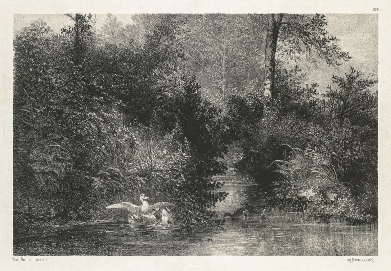 Ducks by Karl Bodmer
