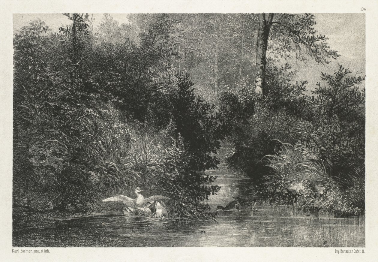 Ducks by Karl Bodmer