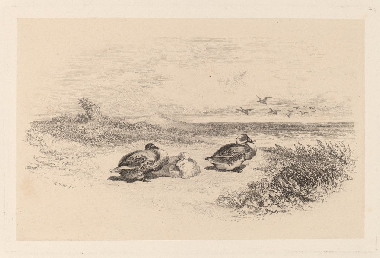 Wild Ducks by Karl Bodmer