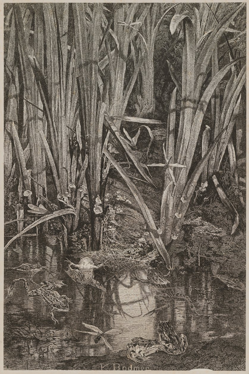 Frogs in the Swamp by Karl Bodmer