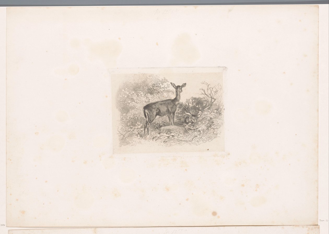 Hind in the Forest by Karl Bodmer