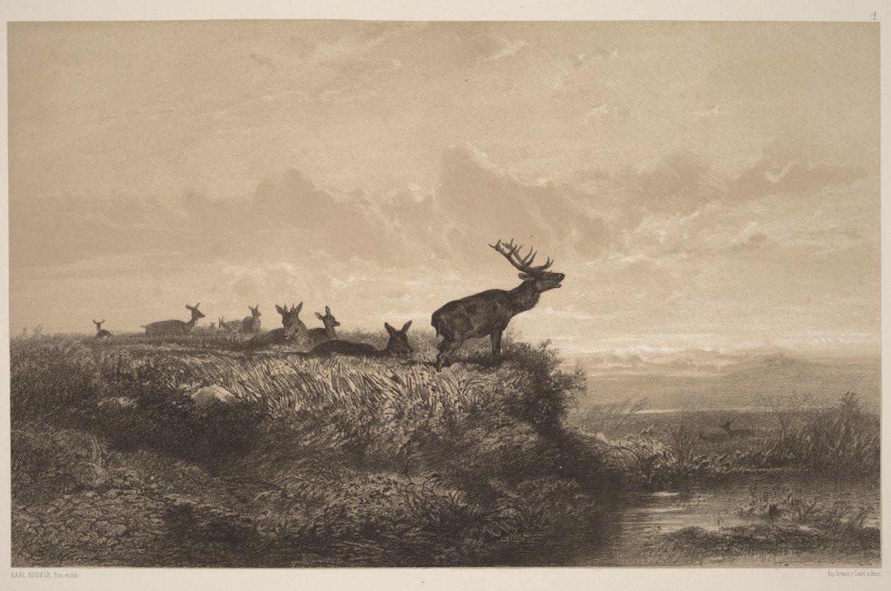 The Morning. Deer and Does by Karl Bodmer