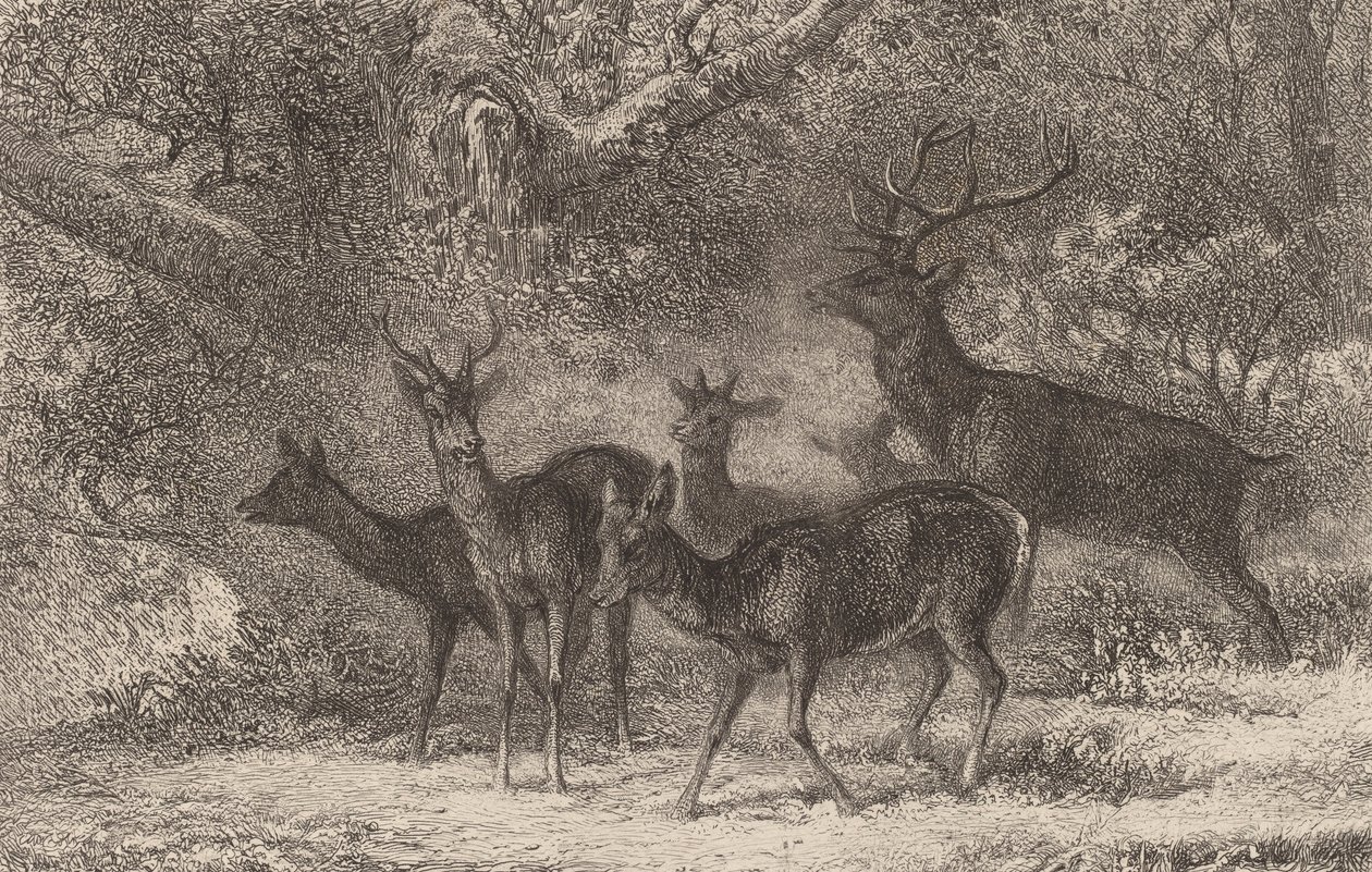 Le harde by Karl Bodmer